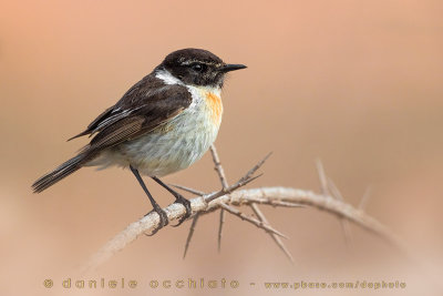 Canary Islands Chat (Saxicola dacotiae)