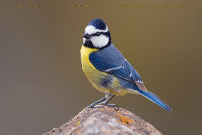 African Blue Tit (Cyanistes ultramarinus)