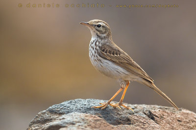 Berthelot's Pipit (Anthus berthelotii)