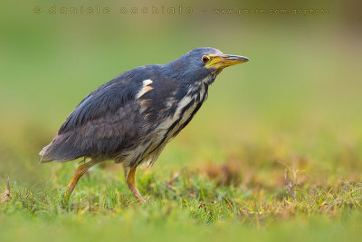 Dwarf Bittern (Ixobrychus sturmii)