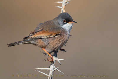 Spectacled Warbler (Sylvia conspicillata orbitalis)