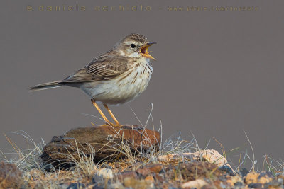 Berthelot's Pipit (Anthus berthelotii)