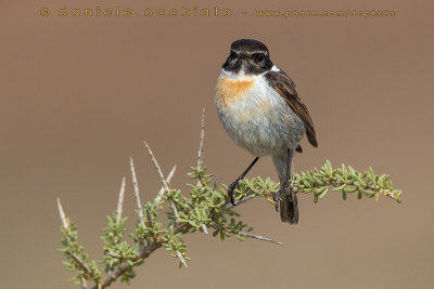 Canary Islands Chat (Saxicola dacotiae)