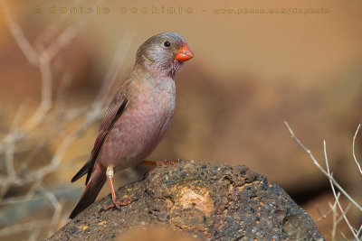 Trumpeter Finch (Trombettiere)