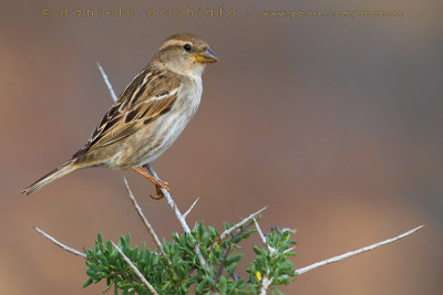 Spanish Sparrow (Passer hispaniolensis)