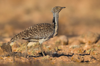 Houbara Bustard (Clamydotis undulata fuertaventurae)