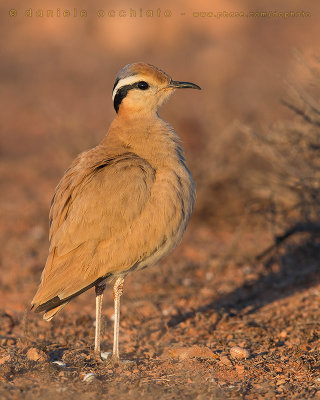 Cream-coloured Courser (Cursorius cursor bannermani)