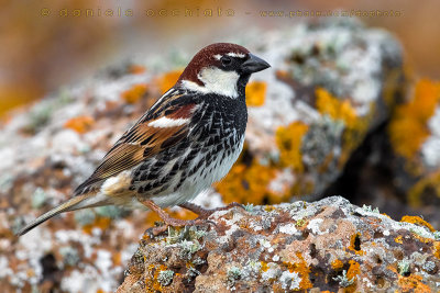 Spanish Sparrow (Passer hispaniolensis)