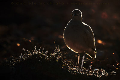 Cream-coloured Courser (Cursorius cursor bannermani)