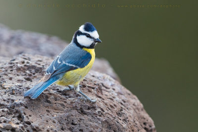 African Blue Tit (Cyanistes ultramarinus)