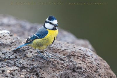 African Blue Tit (Cyanistes ultramarinus)