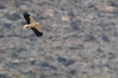 Egyptian Vulture (Neoprhon percnopterus)