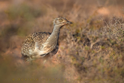 Houbara Bustard (Clamydotis undulata fuertaventurae)