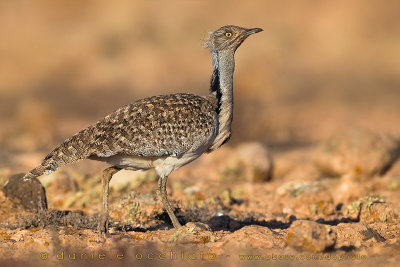 Houbara Bustard (Clamydotis undulata fuertaventurae)