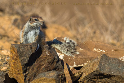 Barbary Ground Squirrel (Atlantoxerus getulus)