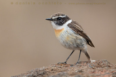 Canary Islands Chat (Saxicola dacotiae)