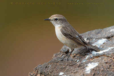 Canary Islands Chat (Saxicola dacotiae)