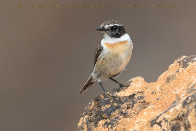 Canary Islands Chat (Saxicola dacotiae)