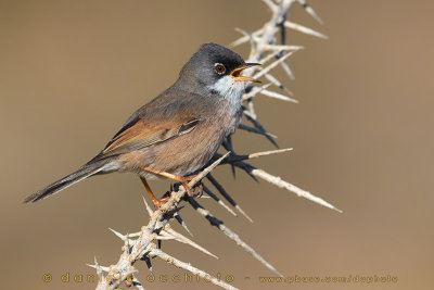 Spectacled Warbler (Sylvia conspicillata orbitalis)