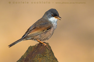 Spectacled Warbler (Sylvia conspicillata orbitalis)