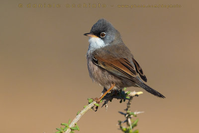 Spectacled Warbler (Sylvia conspicillata orbitalis)