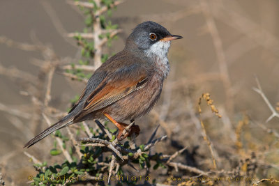 Spectacled Warbler (Sylvia conspicillata orbitalis)