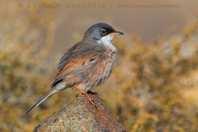 Spectacled Warbler (Sylvia conspicillata orbitalis)