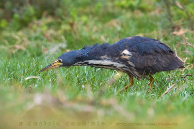 Dwarf Bittern (Ixobrychus sturmii)