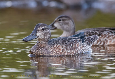 Blue-winged Teal (Anas discors)