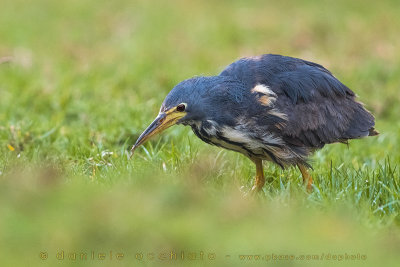 Dwarf Bittern (Ixobrychus sturmii)