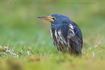 Dwarf Bittern (Ixobrychus sturmii)