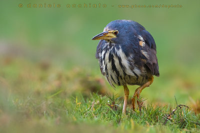 Dwarf Bittern (Ixobrychus sturmii)