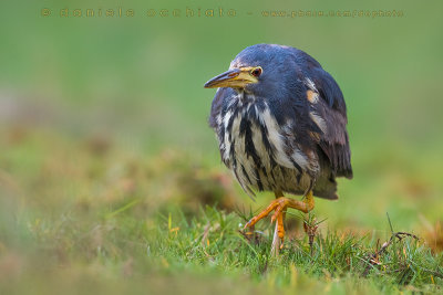 Dwarf Bittern (Ixobrychus sturmii)