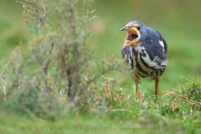 Dwarf Bittern (Ixobrychus sturmii)