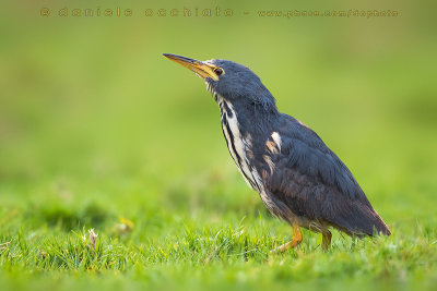 Dwarf Bittern (Ixobrychus sturmii)