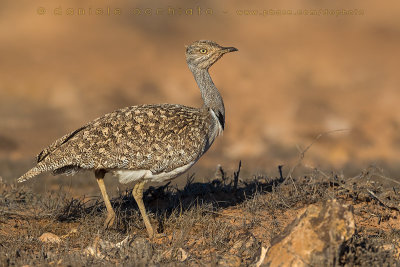 Houbara Bustard (Clamydotis undulata fuertaventurae)