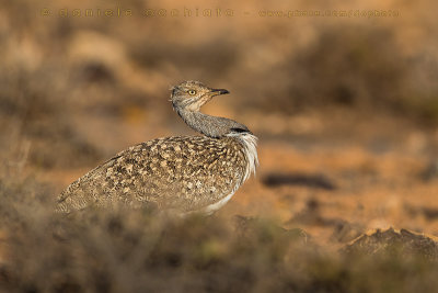 Houbara Bustard (Clamydotis undulata fuertaventurae)