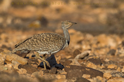 Houbara Bustard (Clamydotis undulata fuertaventurae)