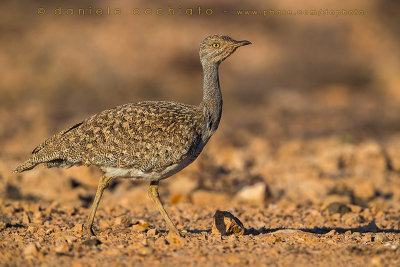 Houbara Bustard (Clamydotis undulata fuertaventurae)