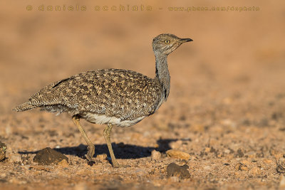 Houbara Bustard (Clamydotis undulata fuertaventurae)