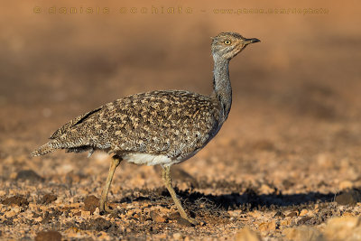 Houbara Bustard (Clamydotis undulata fuertaventurae)