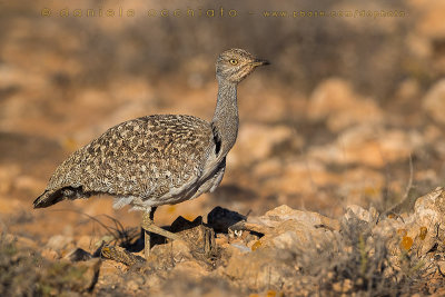 Houbara Bustard (Clamydotis undulata fuertaventurae)