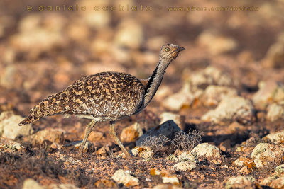 Houbara Bustard (Clamydotis undulata fuertaventurae)