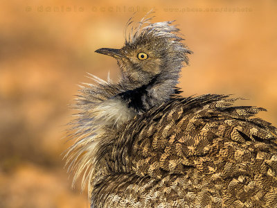 Houbara Bustard (Clamydotis undulata fuertaventurae)