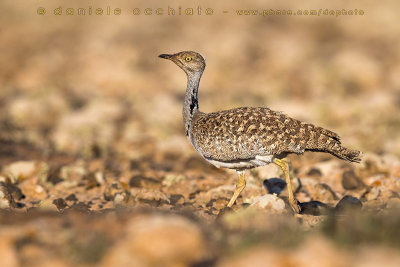 Houbara Bustard (Clamydotis undulata fuertaventurae)