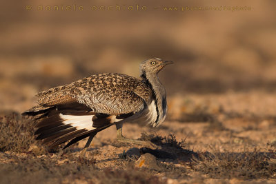 Houbara Bustard (Clamydotis undulata fuertaventurae)