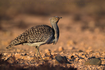 Houbara Bustard (Clamydotis undulata fuertaventurae)