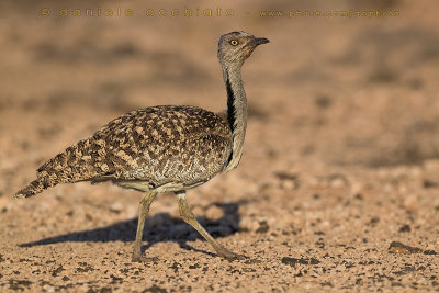 Houbara Bustard (Clamydotis undulata fuertaventurae)