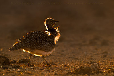 Houbara Bustard (Clamydotis undulata fuertaventurae)