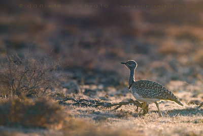 Houbara Bustard (Clamydotis undulata fuertaventurae)